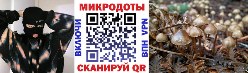 Псилоцибиновые грибы Psilocybine cubensis  Лениногорск 